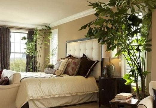 Những cây cảnh nào nên và không nên đặt trong phòng ngủ?-1
