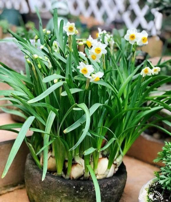 Những cây cảnh nào nên và không nên đặt trong phòng ngủ?-2