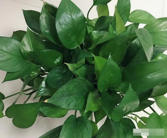 Những cây cảnh nào nên và không nên đặt trong phòng ngủ?-5