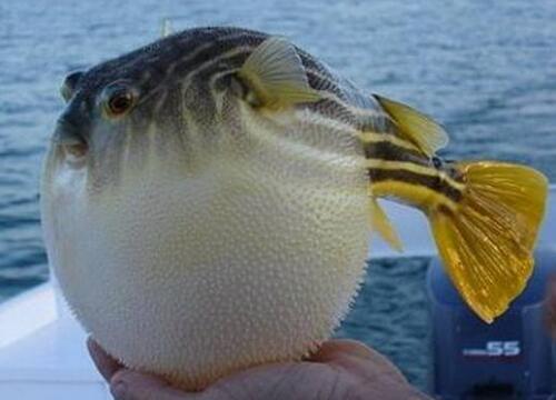 Đây là 1 trong 2 chất độc đắt nhất thế giới, có mức giá không tưởng-1