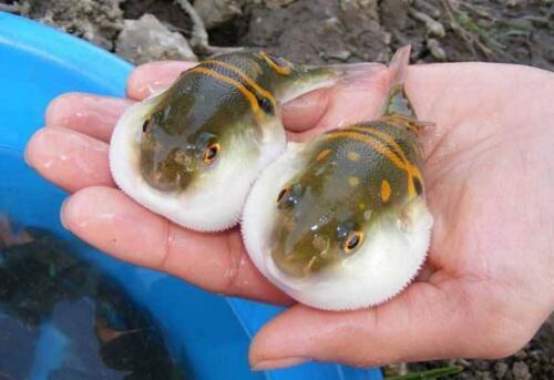 Đây là 1 trong 2 chất độc đắt nhất thế giới, có mức giá không tưởng-2