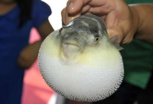 Đây là 1 trong 2 chất độc đắt nhất thế giới, có mức giá không tưởng-3