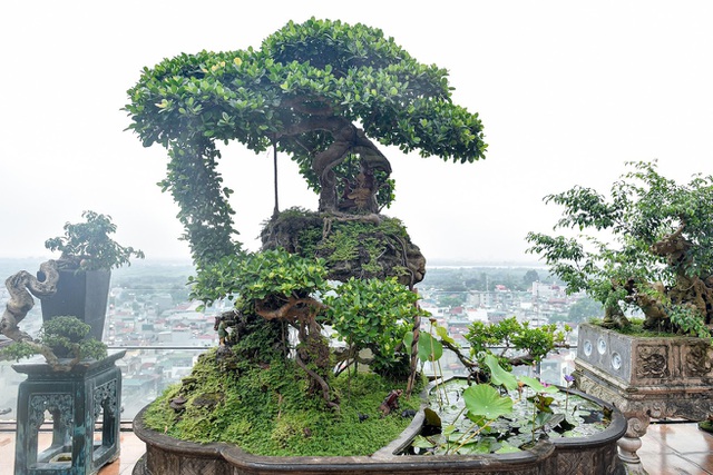 Lộ diện cây si Thạch Sanh có giá hàng tỷ đồng khiến đại gia mê mẩn-1