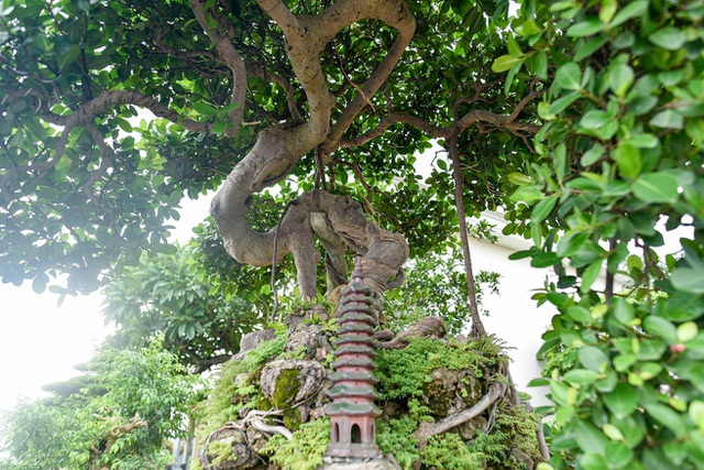 Lộ diện cây si Thạch Sanh có giá hàng tỷ đồng khiến đại gia mê mẩn-2