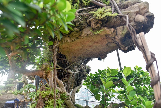 Lộ diện cây si Thạch Sanh có giá hàng tỷ đồng khiến đại gia mê mẩn-5