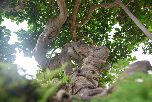 Lộ diện cây si Thạch Sanh có giá hàng tỷ đồng khiến đại gia mê mẩn-7