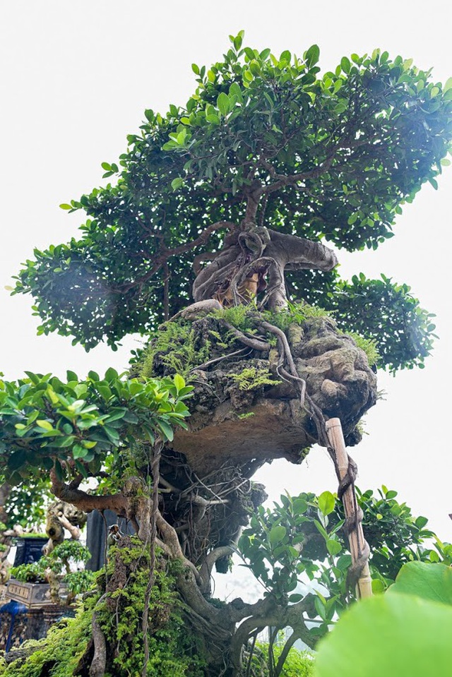 Lộ diện cây si Thạch Sanh có giá hàng tỷ đồng khiến đại gia mê mẩn-9