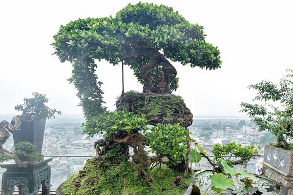 Độc đáo nhất Việt Nam: Uốn si cổ thành chữ Song hỷ, Ngũ phúc rồi bán giá tiền tỷ-12