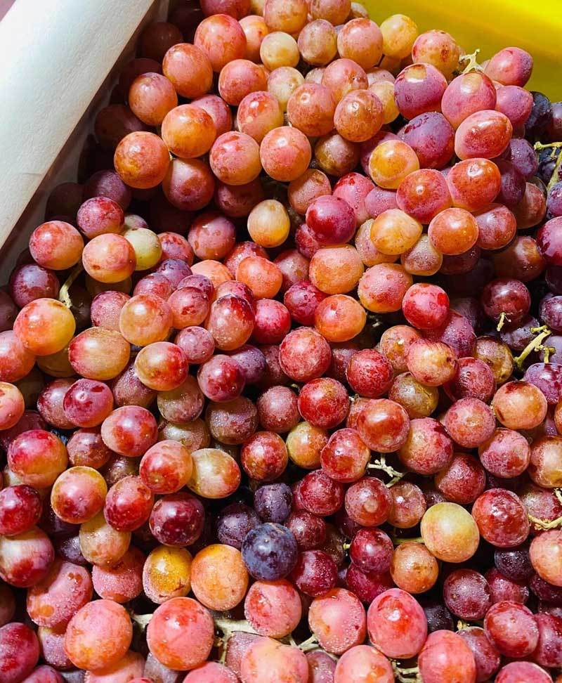 Sự thật về loại nho kẹo rừng đang gây sốt trên thị trường-2