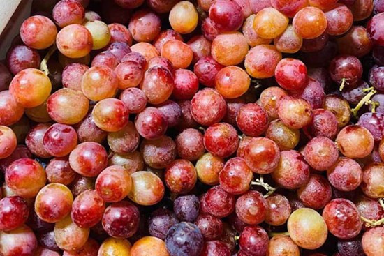 Sự thật về loại nho kẹo rừng đang gây sốt trên thị trường