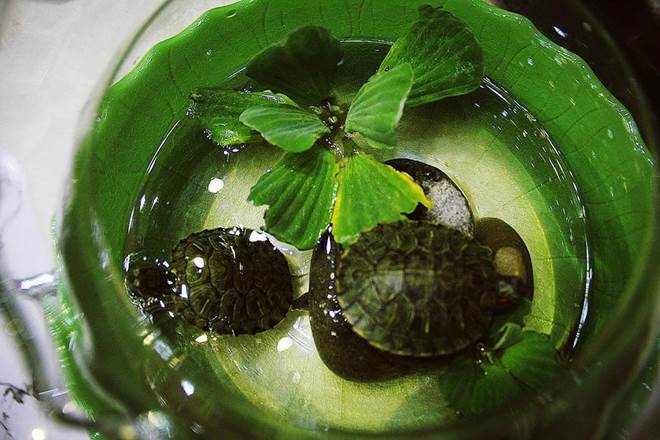 Nam ca sĩ khiến cá sấu” Quỳnh Nga yêu thầm 2 năm ở nhà 200 tỷ, U40 vẫn chưa vợ-5