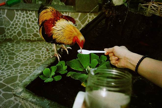 Nam ca sĩ khiến cá sấu” Quỳnh Nga yêu thầm 2 năm ở nhà 200 tỷ, U40 vẫn chưa vợ-11