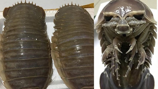 Dân Hà Nội xếp hàng thưởng thức món xe tăng lội nước, đắt hơn cả tôm hùm-1