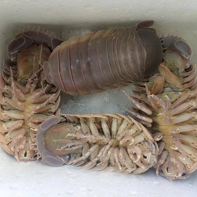 Dân Hà Nội xếp hàng thưởng thức món xe tăng lội nước, đắt hơn cả tôm hùm-2