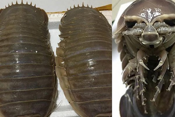 Thứ tôm trong suốt như thủy tinh nổi dày đặc ven biển, dân rủ nhau đi vớt kiếm mấy chục triệu-2