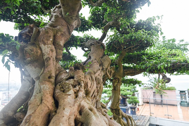 Cây sanh cổ trăm tuổi đắt giá ngang căn chung cư cao cấp ở Hà Nội-10