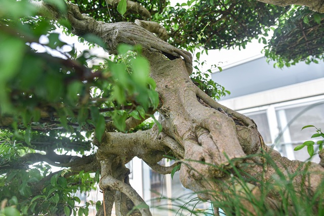 Cây sanh cổ trăm tuổi đắt giá ngang căn chung cư cao cấp ở Hà Nội-3