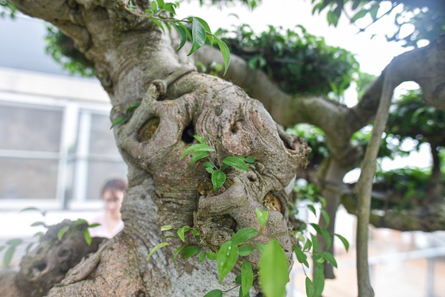 Cây sanh cổ trăm tuổi đắt giá ngang căn chung cư cao cấp ở Hà Nội-5