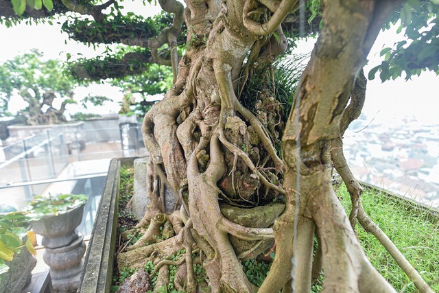 Cây sanh cổ trăm tuổi đắt giá ngang căn chung cư cao cấp ở Hà Nội-6