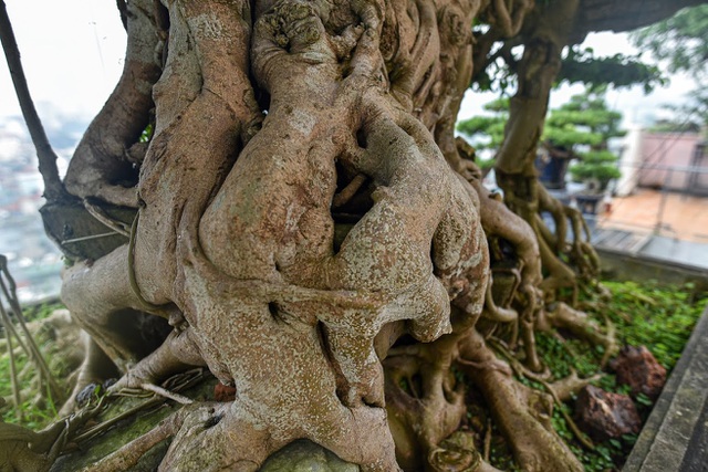 Cây sanh cổ trăm tuổi đắt giá ngang căn chung cư cao cấp ở Hà Nội-7