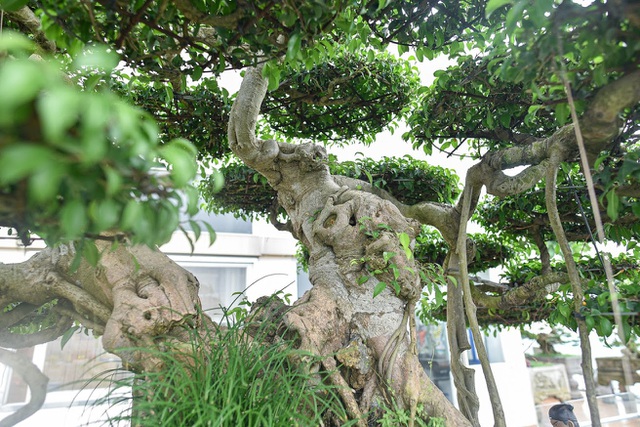 Cây sanh cổ trăm tuổi đắt giá ngang căn chung cư cao cấp ở Hà Nội-8