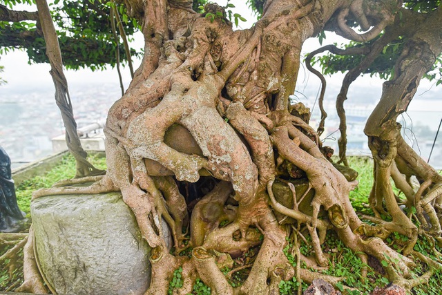 Cây sanh cổ trăm tuổi đắt giá ngang căn chung cư cao cấp ở Hà Nội-9