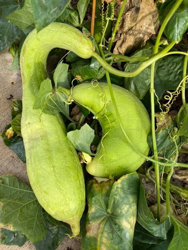 Sang Mỹ định cư với vợ, Hoàng Anh ở nhà chăm con, làm vườn giờ quả sai lúc lỉu-2