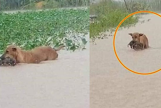 Rơi nước mắt hình ảnh chó mẹ tha con giữa dòng lũ, hàng loạt động vật rưng rưng như kêu cứu, dân mạng xót xa: “Người cứu còn không xuể, biết làm sao đây?”