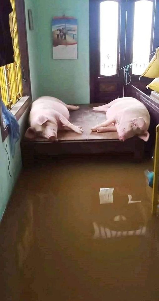 Rơi nước mắt hình ảnh chó mẹ tha con giữa dòng lũ, hàng loạt động vật rưng rưng như kêu cứu, dân mạng xót xa: Người cứu còn không xuể, biết làm sao đây?”-7