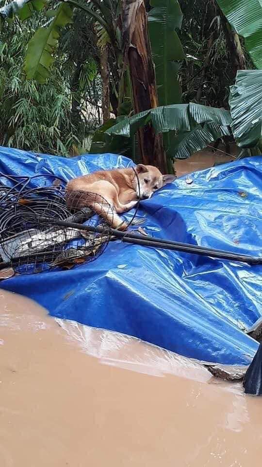 Rơi nước mắt hình ảnh chó mẹ tha con giữa dòng lũ, hàng loạt động vật rưng rưng như kêu cứu, dân mạng xót xa: Người cứu còn không xuể, biết làm sao đây?”-4