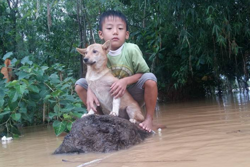 Rơi nước mắt hình ảnh chó mẹ tha con giữa dòng lũ, hàng loạt động vật rưng rưng như kêu cứu, dân mạng xót xa: Người cứu còn không xuể, biết làm sao đây?”-9