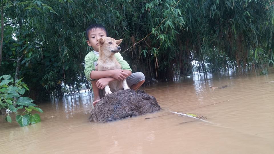 Rơi nước mắt hình ảnh chó mẹ tha con giữa dòng lũ, hàng loạt động vật rưng rưng như kêu cứu, dân mạng xót xa: Người cứu còn không xuể, biết làm sao đây?”-8