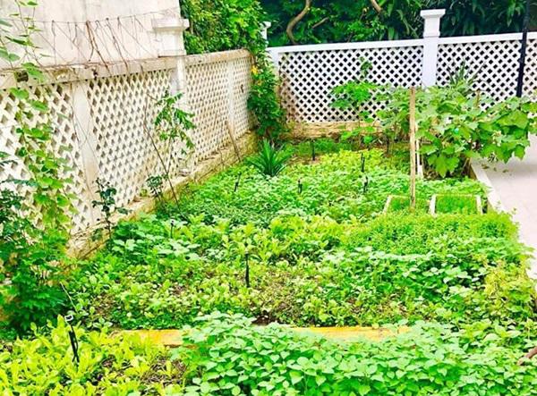 Không chỉ từ thiện khắp nơi, Thủy Tiên còn nổi tiếng thảo ăn, trồng rau được cho hết-5