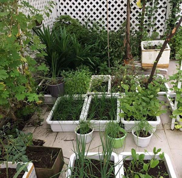 Không chỉ từ thiện khắp nơi, Thủy Tiên còn nổi tiếng thảo ăn, trồng rau được cho hết-6