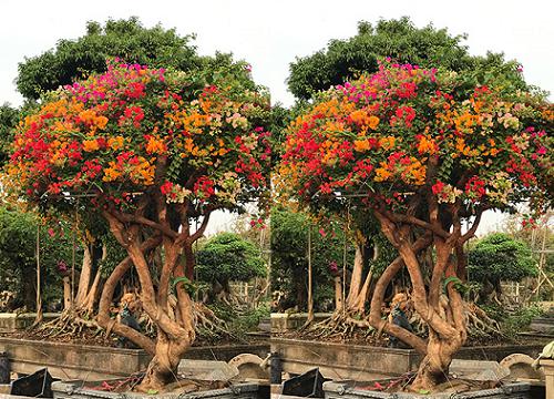 Sốt trước vẻ đẹp của cây hoa giấy ngũ sắc giá hơn nửa tỷ đồng-1
