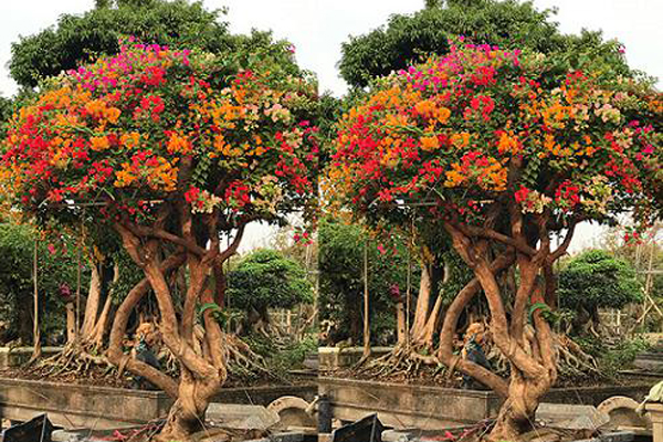 Chơi Tết sang: Đại gia đổi cả chung cư tiền tỷ lấy cây hoa giấy 5 màu-6