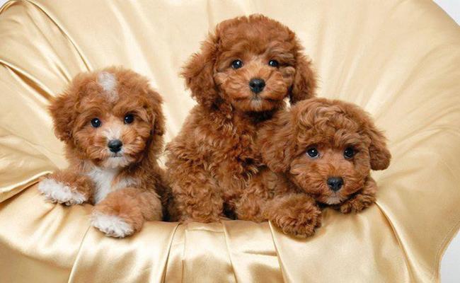 Chi 2 tỷ đồng để rước con bọ bé tí teo về làm thú cưng-1