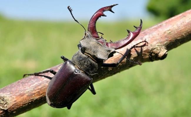 Chi 2 tỷ đồng để rước con bọ bé tí teo về làm thú cưng-2