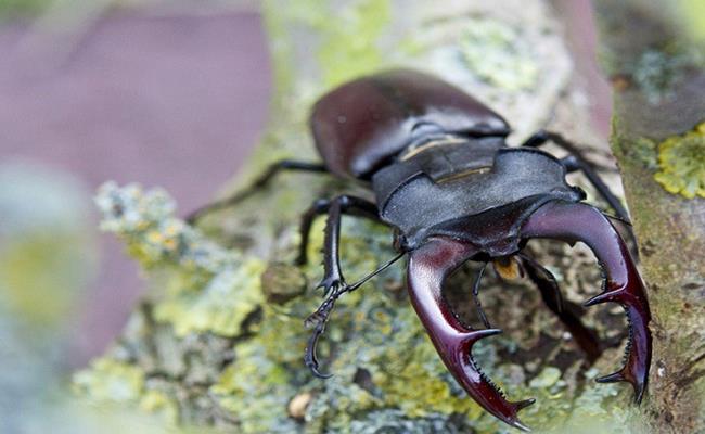 Chi 2 tỷ đồng để rước con bọ bé tí teo về làm thú cưng-4