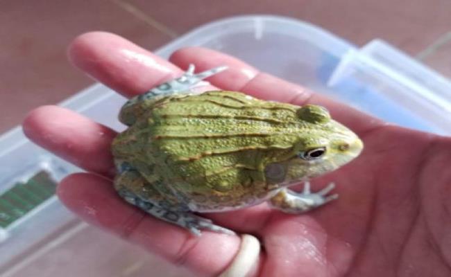 Chi 2 tỷ đồng để rước con bọ bé tí teo về làm thú cưng-11