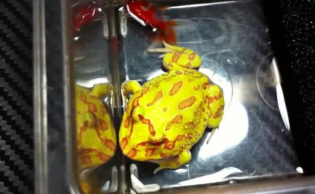 Chi 2 tỷ đồng để rước con bọ bé tí teo về làm thú cưng-12