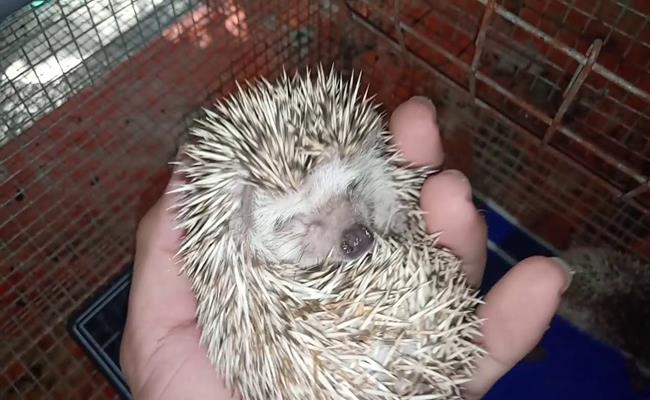 Chi 2 tỷ đồng để rước con bọ bé tí teo về làm thú cưng-16