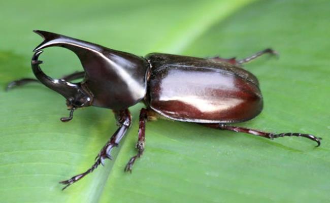 Chi 2 tỷ đồng để rước con bọ bé tí teo về làm thú cưng-9