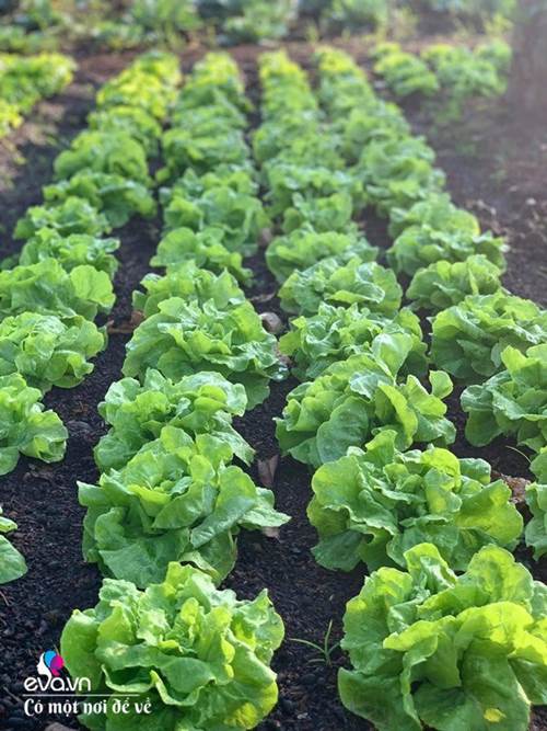 Bỏ phố lấy chồng Đắk Lắk, nàng dâu choáng khi chồng dẫn ra kho lương thực 700m2 của gia đình-3