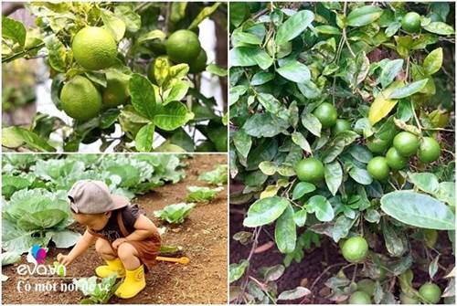 Bỏ phố lấy chồng Đắk Lắk, nàng dâu choáng khi chồng dẫn ra kho lương thực 700m2 của gia đình-5