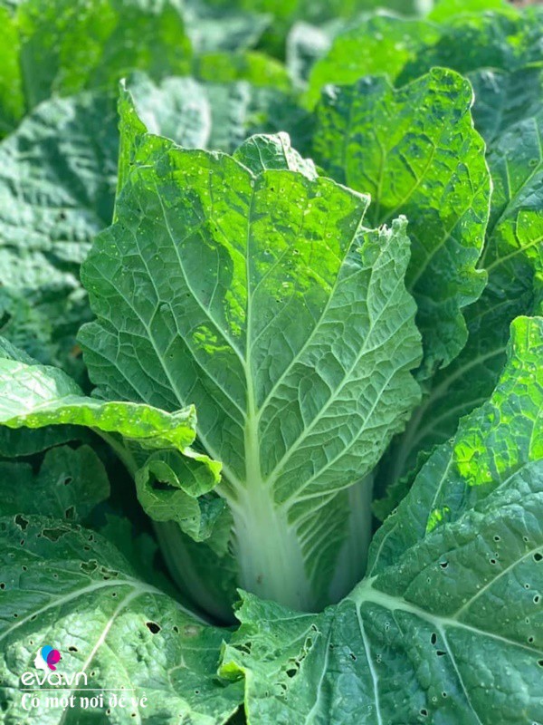 Bỏ phố lấy chồng Đắk Lắk, nàng dâu choáng khi chồng dẫn ra kho lương thực 700m2 của gia đình-8