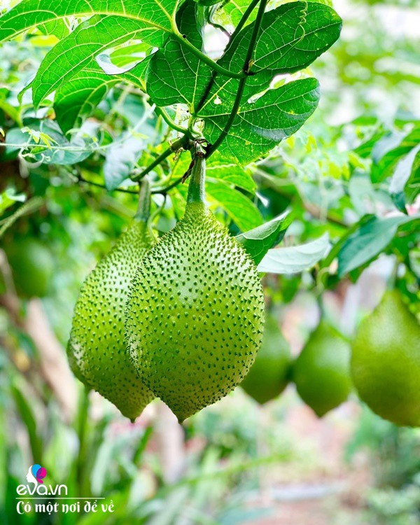 Bỏ phố lấy chồng Đắk Lắk, nàng dâu choáng khi chồng dẫn ra kho lương thực 700m2 của gia đình-10