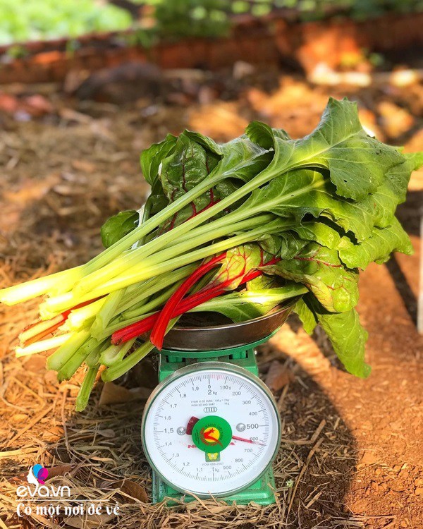 Bỏ phố lấy chồng Đắk Lắk, nàng dâu choáng khi chồng dẫn ra kho lương thực 700m2 của gia đình-11