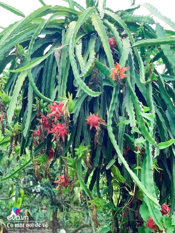 Bỏ phố lấy chồng Đắk Lắk, nàng dâu choáng khi chồng dẫn ra kho lương thực 700m2 của gia đình-12