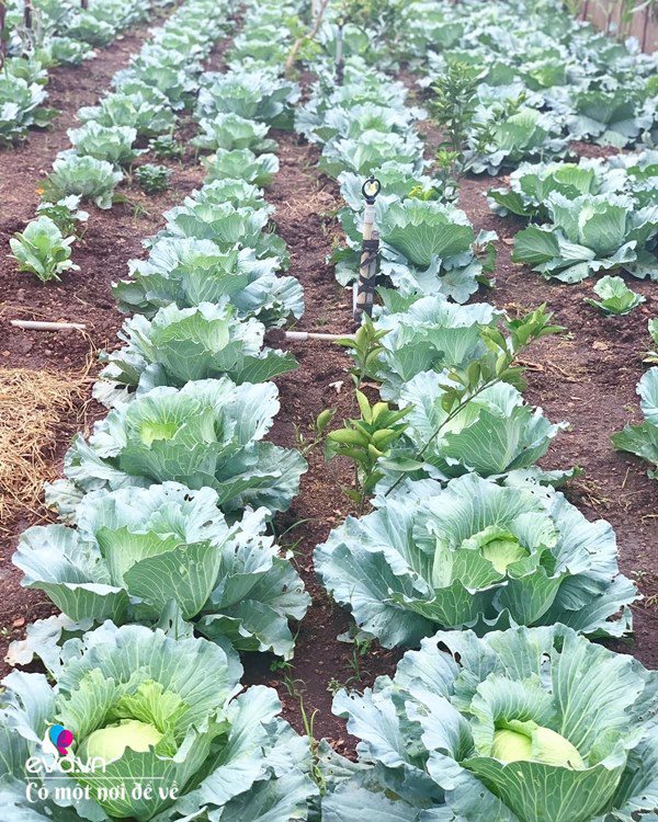 Bỏ phố lấy chồng Đắk Lắk, nàng dâu choáng khi chồng dẫn ra kho lương thực 700m2 của gia đình-13